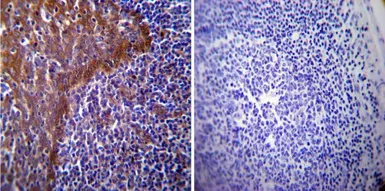 Anti-Hsp70 antibody [4G4] used in IHC (Paraffin sections) (IHC-P). GTX25444