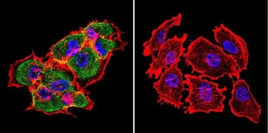 Anti-Hsp70 antibody [4G4] used in Immunocytochemistry/ Immunofluorescence (ICC/IF). GTX25444