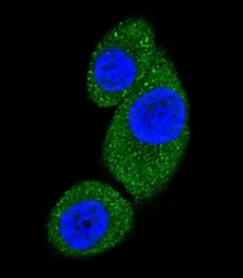Anti-VPS34 antibody used in Immunocytochemistry/ Immunofluorescence (ICC/IF). GTX25451