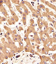 Anti-FGFR2 antibody used in IHC (Paraffin sections) (IHC-P). GTX25476