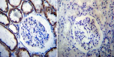 Anti-HSP60 antibody [4B9/89] used in IHC (Paraffin sections) (IHC-P). GTX25478