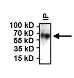Anti-HSP60 antibody [4B9/89] used in Immunoprecipitation (IP). GTX25478