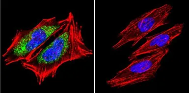Anti-HSP60 antibody [4B9/89] used in Immunocytochemistry/ Immunofluorescence (ICC/IF). GTX25478