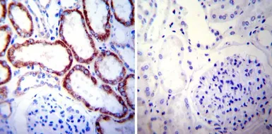 Anti-HSP60 antibody [2E1/53] used in IHC (Paraffin sections) (IHC-P). GTX25479