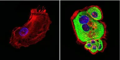 Anti-HSP60 antibody [2E1/53] used in Immunocytochemistry/ Immunofluorescence (ICC/IF). GTX25479