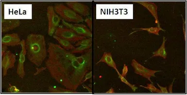 Anti-HSP60 antibody [2E1/53] used in Immunocytochemistry/ Immunofluorescence (ICC/IF). GTX25479
