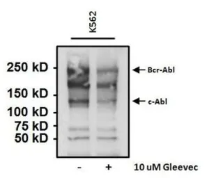 Anti-Phosphotyrosine antibody [IG2] used in Immunoprecipitation (IP). GTX25592