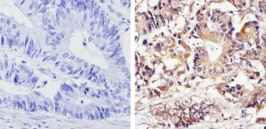 Anti-Thyroid Hormone Receptor alpha antibody used in IHC (Paraffin sections) (IHC-P). GTX25621