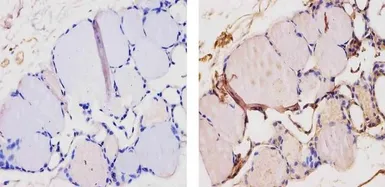 Anti-Thyroid Hormone Receptor alpha antibody used in IHC (Paraffin sections) (IHC-P). GTX25621