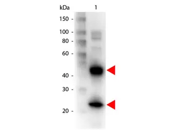 Goat Anti-Armenian Hamster IgG antibody (Biotin). GTX25744
