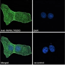 Anti-PDZK3 antibody, N-term used in Immunocytochemistry/ Immunofluorescence (ICC/IF). GTX26037