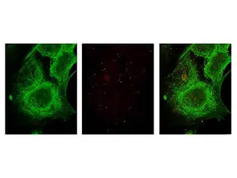 Anti-GLI3 antibody used in Immunocytochemistry/ Immunofluorescence (ICC/IF). GTX26050