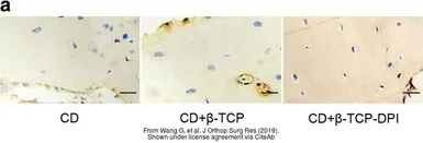 Anti-Collagen I antibody [COL-1] used in IHC (Paraffin sections) (IHC-P). GTX26308
