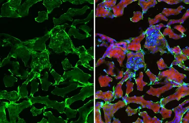 Anti-Collagen I antibody [COL-1] used in IHC (Frozen sections) (IHC-Fr). GTX26308