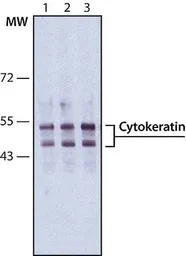 Anti-pan Cytokeratin antibody [PCK-26] used in Western Blot (WB). GTX26401