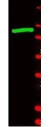 Anti-beta Galactosidase antibody (FITC) used in Western Blot (WB). GTX26641