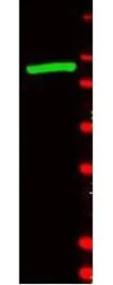 Anti-beta Galactosidase antibody (FITC) used in Western Blot (WB). GTX26641