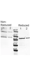 Anti-beta Galactosidase antibody (FITC) used in Western Blot (WB). GTX26641