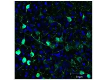 Anti-GFP antibody (FITC) used in IHC (Frozen sections) (IHC-Fr). GTX26662