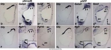 Anti-GFP antibody (FITC) used in IHC (Whole mount) (IHC-Wm). GTX26662