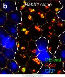 Anti-GFP antibody (FITC) used in Immunohistochemistry (IHC). GTX26662