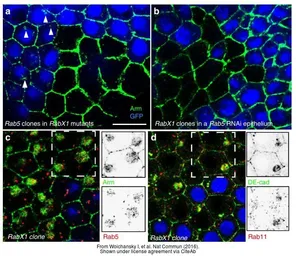 Anti-GFP antibody (FITC) used in Immunohistochemistry (IHC). GTX26662