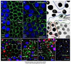 Anti-GFP antibody (FITC) used in Immunohistochemistry (IHC). GTX26662