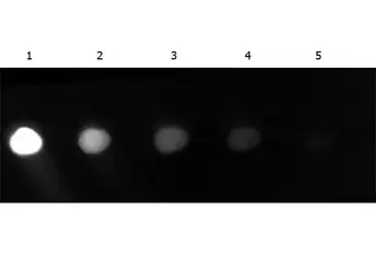 Anti-GFP antibody (FITC) used in Dot blot (Dot). GTX26662