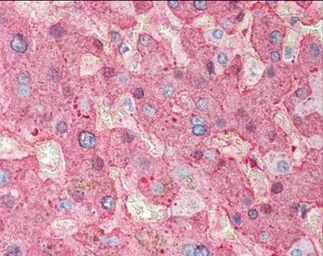 Anti-Fibrinogen antibody used in IHC (Paraffin sections) (IHC-P). GTX26666