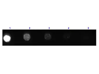 Goat Anti-Mouse IgG antibody, Fab fragment (FITC). GTX26669