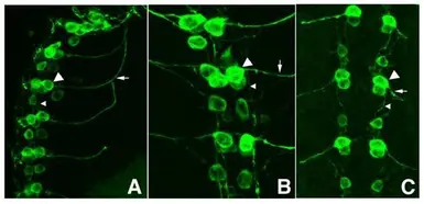 Anti-GFP antibody used in Immunocytochemistry/ Immunofluorescence (ICC/IF). GTX26673