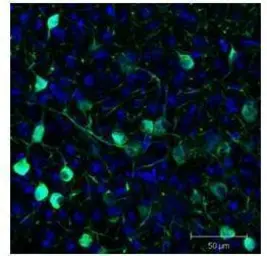 Anti-GFP antibody used in IHC (Frozen sections) (IHC-Fr). GTX26673
