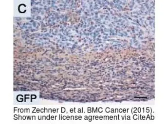 Anti-GFP antibody used in IHC (Paraffin sections) (IHC-P). GTX26673
