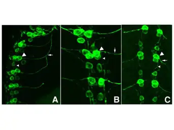 Anti-GFP antibody used in Immunocytochemistry/ Immunofluorescence (ICC/IF). GTX26673