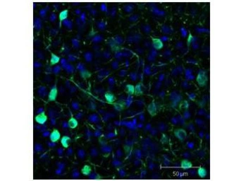 Anti-GFP antibody used in IHC (Free Floating) (IHC (Free Floating)). GTX26673