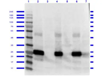 Anti-GFP antibody used in Western Blot (WB). GTX26673