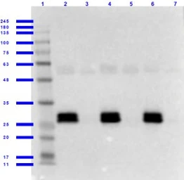 Anti-GFP antibody used in Western Blot (WB). GTX26673