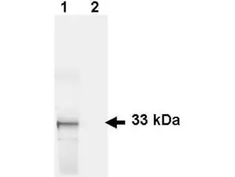Anti-GFP antibody used in Western Blot (WB). GTX26673