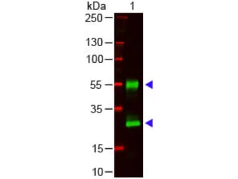 Goat Anti-Mouse IgG antibody. GTX26708