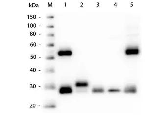 Goat Anti-Mouse IgG antibody. GTX26708