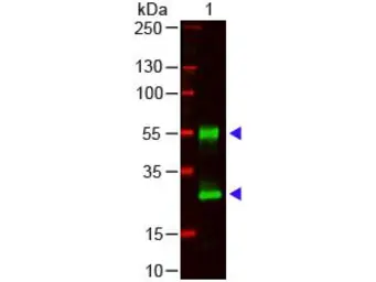 Goat Anti-Mouse IgG antibody. GTX26708