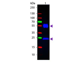 Rabbit Anti-Mouse IgG antibody (FITC). GTX26724