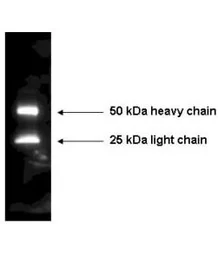 Rabbit Anti-Mouse IgG antibody (HRP). GTX26728