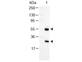Rabbit Anti-Goat IgG antibody (AP). GTX26742