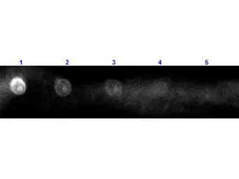 Rabbit Anti-Sheep IgG antibody (Rhodamine). GTX26744