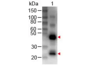 Rabbit Anti-Human IgG antibody (Biotin). GTX26758