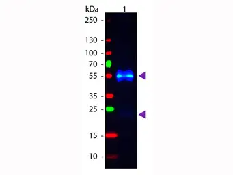 Donkey Anti-Rabbit IgG antibody (FITC). GTX26798