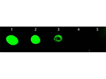 Chicken Anti-Rat IgG antibody (FITC). GTX26832