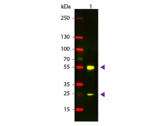 Donkey Anti-Sheep IgG antibody (TxRd). GTX26898