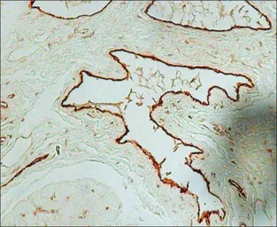 Anti-VWF antibody used in IHC (Paraffin sections) (IHC-P). GTX26994